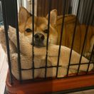 こんにゃくさんのアイコン画像