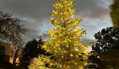 【クリスマスプラン】2026年12月