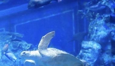 【aqua plan】鳥羽水族館で結婚式が叶う!