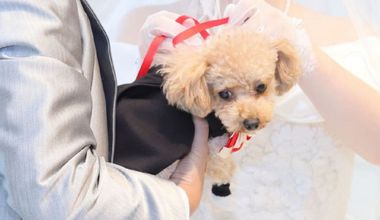 【ペット参加OK】大切なペットと一緒に結婚式プラン