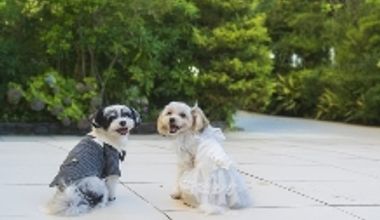 【新登場】ペットウエディングプラン★お庭付きチャペルでペットと一緒に結婚式できる★