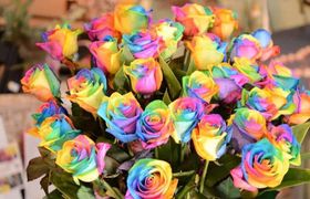 レインボーローズの花束で結婚式を華やかに♡花言葉や作り方もご紹介のアイキャッチ画像