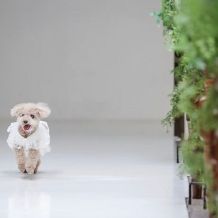 〈ペット婚プラン〉愛するペットと過ごす結婚式/特別な日に記念に残るお写真撮影を