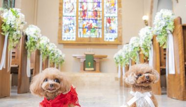 ペットも一緒に参加できるペット婚プラン