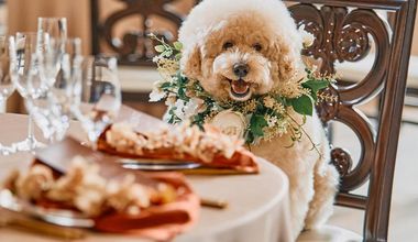 【ペットウェディングプラン】貸切邸宅でペットと一緒に過ごせる結婚式