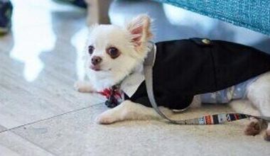 ペットも一緒に参加できる挙式プラン｜キャンペーン価格 ☆38,500円～