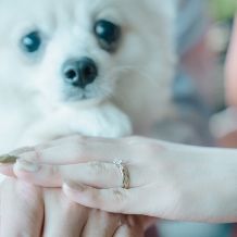 【最大80万円ご優待】2026年も適用OK<ペット婚プラン>わんちゃん特典多数あり!