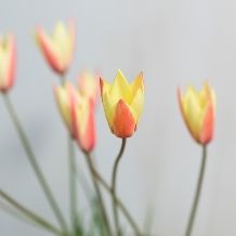 【50名／挙式＋披露宴】IWAI STYLE #50 ＜1年半以内＞