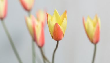 【50名／挙式＋披露宴】IWAI STYLE #50 ＜1年半以内＞