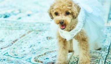 【愛犬愛猫と一緒に】ペットwedding◆挙式＆会食(20名99万）