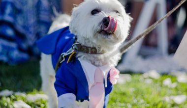 【ペットと1日中一緒】挙式も披露 宴も参加OK！愛犬と創る公園婚