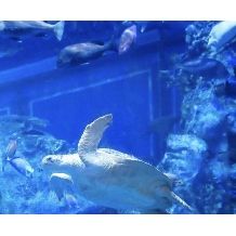 【aqua plan】鳥羽水族館で結婚式が叶う!
