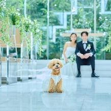 【リングドッグ×ホテル婚】愛犬と叶える上質ホテルウエディング