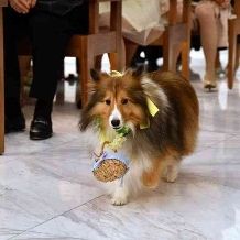 ペットも家族！ハッピーな時間を一緒に過ごす【ペット婚】プラン登場