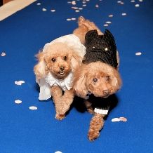 ★新プラン★＼ペットシッター手配可能／ワンちゃんと一緒に♪笑顔満載の『ワンダフルウェディング』！