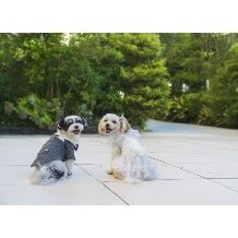 【新登場】ペットウエディングプラン★お庭付きチャペルでペットと一緒に結婚式できる★