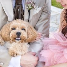 ペット婚《50名346万→208万》26年12月末迄◇愛するペットと憧れの大聖堂で♪挙式＋披露宴