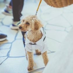 【大切な家族！ペットと一緒の結婚式】限定特典♪ペットと相談会