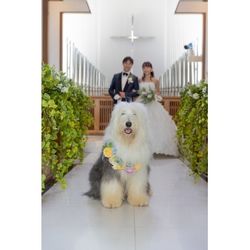 挙式から披露宴まで一緒☆ワンちゃんウエディング相談会