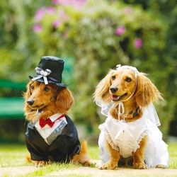 【愛犬と一緒にWedding！】チャペル＆ガーデン体験フェア