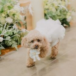 【ペットと一緒の結婚式◆限定特典付】×見積り相談会