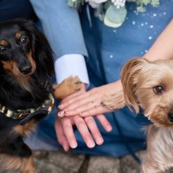 【愛犬と一緒に♪】オワゾブルーで叶えるペット婚フェア