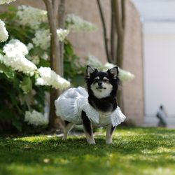 【愛犬と一緒にウェディング】卒花嫁の演出をご紹介＆特別プラン