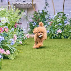 【月曜限定】ペットと一緒に会場見学
