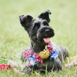 ＼ペットも大切な家族の一員／貸切邸宅×ペットと一緒にWD相談