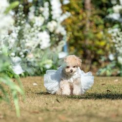 【愛犬と参加OK】ドッグラン併設！ペットとずっと一緒の公園相談