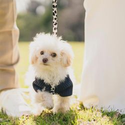 【組数限定】無料試食付き*ガーデンペットウェディング相談会