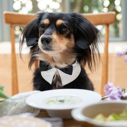 【ペット婚相談会】全館ペットOK!貸切邸宅で愛犬と一緒に叶える結婚式*無料試食付き相談会