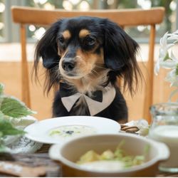 ［ペット婚相談会］全館ペットOK！貸切邸宅で愛犬と一緒に叶える結婚式＊無料試食付き相談