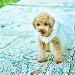 【大切なご家族と】ペットwedding相談会×特別優待付き