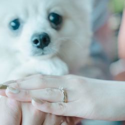 【ペットと一緒に貸切W】リングドッグ＆専用衣装など12大特典付