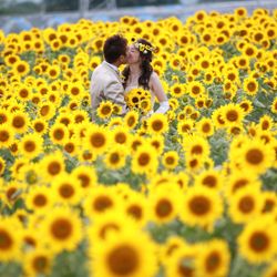 明野ひまわり畑 サンフラワーチャペルの庭・ガーデン写真1枚目