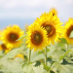 明野ひまわり畑 サンフラワーチャペルの全体イメージ写真2枚目