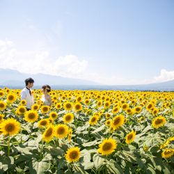 明野ひまわり畑 サンフラワーチャペルの庭・ガーデン写真11枚目