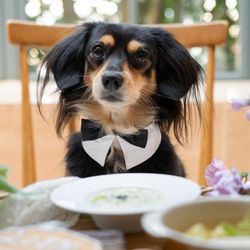 ペット婚5大優待◆大聖堂貸切◆ワンちゃん料理付♪黒毛牛試食