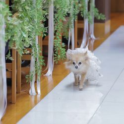 【愛犬と一緒に◎】プライベート空間で叶うドッグ挙式☆ペットホテル完備で安心