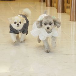 【愛するペットと一緒に！】貸切体験×ペットW相談×絶品試食会