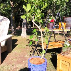 HANDSOME bot GARDENの写真12枚目