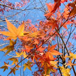 星野リゾート 軽井沢ホテルブレストンコートの写真20枚目