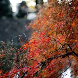 パレスホテル東京の写真22枚目