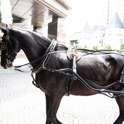 ウェスティンホテル東京の写真16枚目