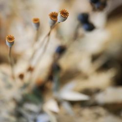 ザ ナンザンハウスの写真22枚目