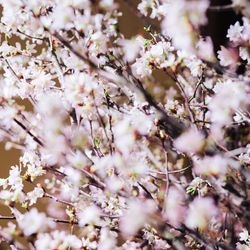 パレスホテル東京の写真22枚目