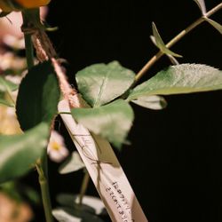 ザ ナンザンハウスの写真29枚目