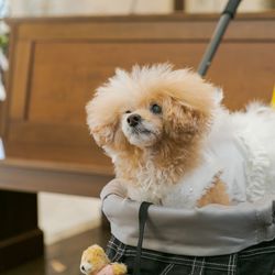 アニヴェルセル 東京ベイの写真8枚目