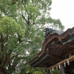 金刀比羅宮の写真32枚目